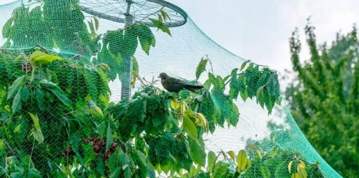 Siatka Ochronna Na Ptaki 5x5m Drzewa Krzewy Ochrona Drzew Upraw Na Szpaki - obrazek 4