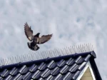 25x Kolce na Ptaki Gołębie Przeciw Ptakom 50cm Odstraszające Gęste Mocne - 12,5m - obrazek 2